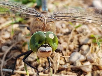 Close-up of lemon growing on field