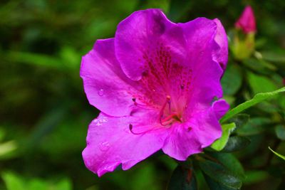 Close-up of flower blooming outdoors