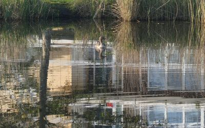 Reflection of trees in lake