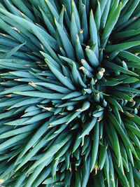 Full frame shot of fresh green plant