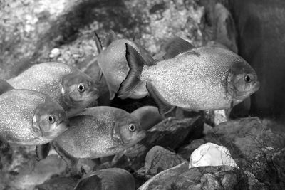 Close-up of piranha fishes swimming in sea