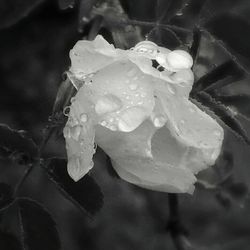 Close-up of water drops on flower