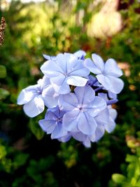 Close-up of purple flowering plant