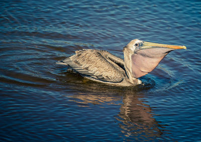 Pelican swimming in lake