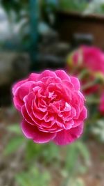 Close-up of pink rose