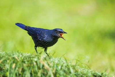 Close-up of a bird