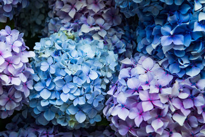 Full frame shot of blue hydrangea