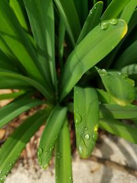 Close-up of wet plant growing on field