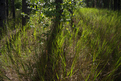 Scenic view of forest