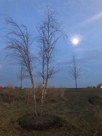 Bare tree on field against sky
