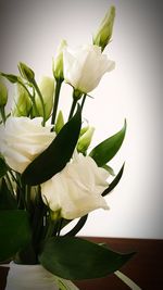 Close-up of white flowering plant in vase