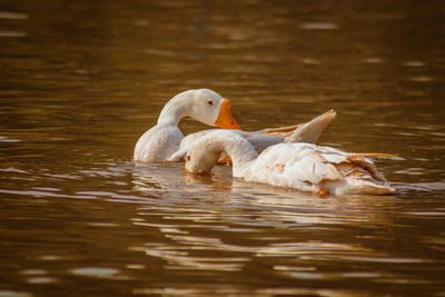 Swans swimming in lake