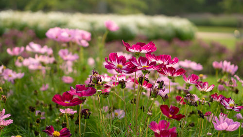 Close-up of pink flowers on field