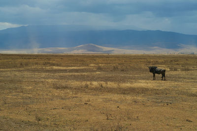 View of horses on landscape