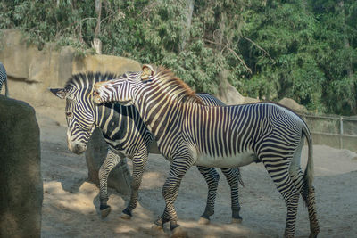 Zebras in a zoo