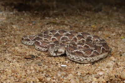 Close-up of lizard on land