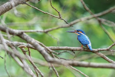 Close-up of bird perching on branch