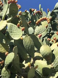Close-up of succulent plant