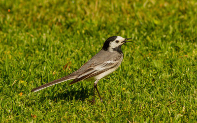 Bird perching on a grass