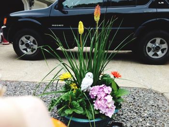 View of flowers in car