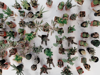 High angle view of vegetables