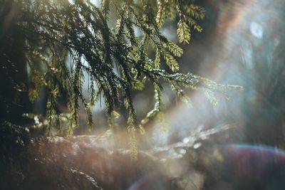 Close-up of plant and sunrays 