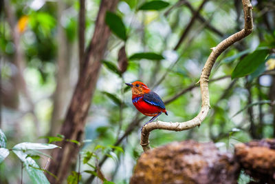 Close-up of a bird perching on branch