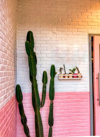Cactus growing against wall