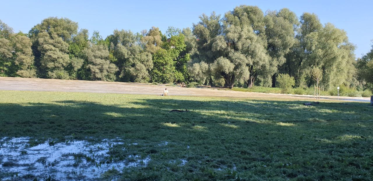 SCENIC VIEW OF TREES ON FIELD