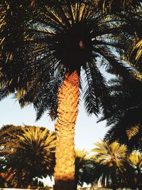 Low angle view of palm trees