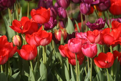 Close-up of red tulips in field