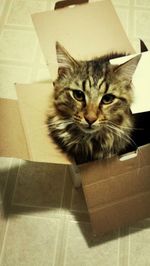 domestic cat