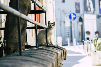 Cat sitting on metal structure