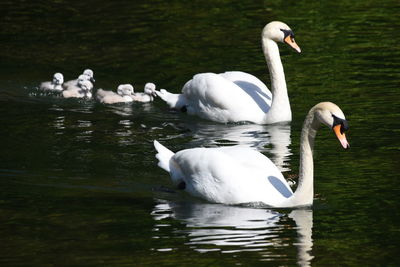 Swans swimming in lake