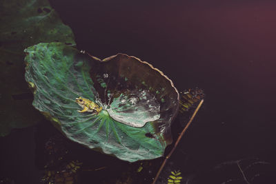 Close-up of water drops on leaves