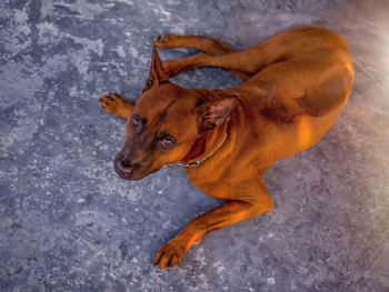 Brown thai dog resting on grunge concrete floor.