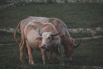 Cows standing on land