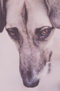 Close-up portrait of a dog