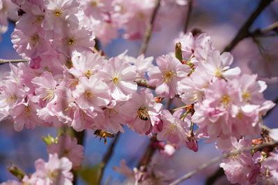 Close-up of cherry blossoms on tree