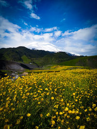 View of yellow flowering plants on field against cloudy sky