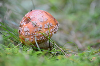 Close-up of fly agaric mushroom