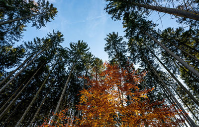 Low angle view of trees against sky during autumn