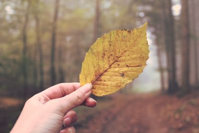 Close-up of hand holding dry leaves