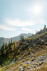 High mountain altitude trees off trail with alpine lake below in north cascades national park