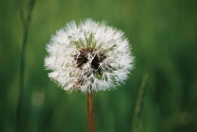 Close-up of dandelion flower