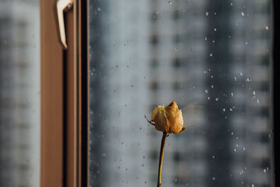 Close-up of dry leaf on glass window