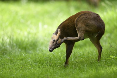 Side view of deer on field