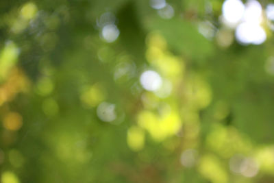 Defocused image of tree against blurred background