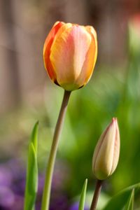 Close-up of tulip buds