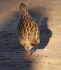 Close-up of a bird